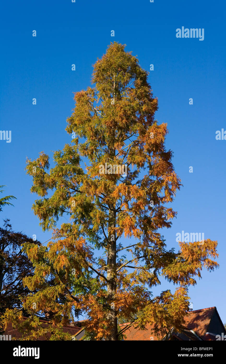 Tall Tree in Autumn Stock Photo