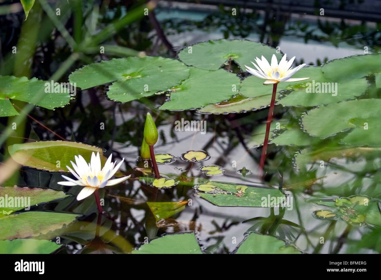 Water lilies broad green leaves hi-res stock photography and images - Alamy