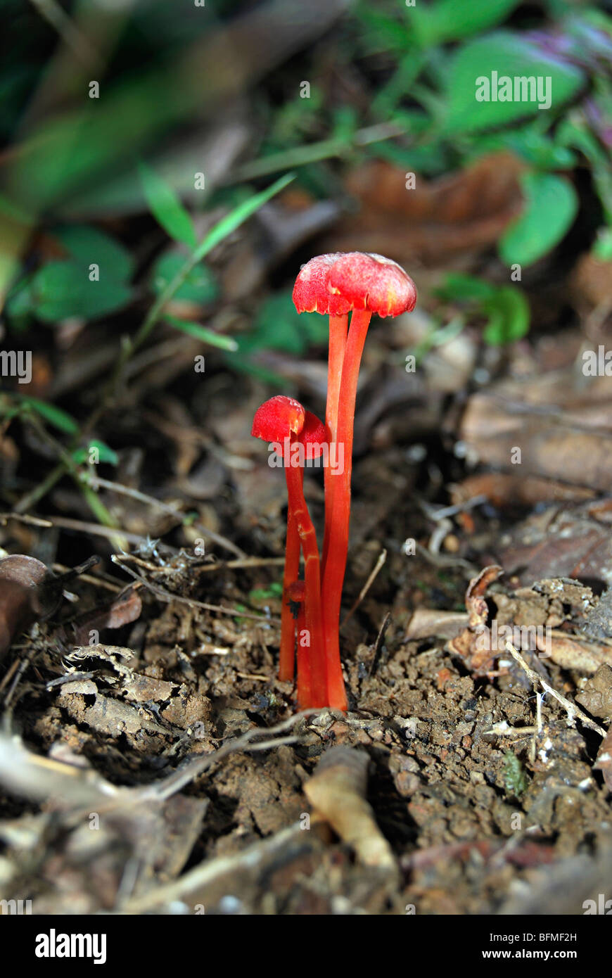 Mushroom, Ganoderma spp., at Agumbe. Stock Photo