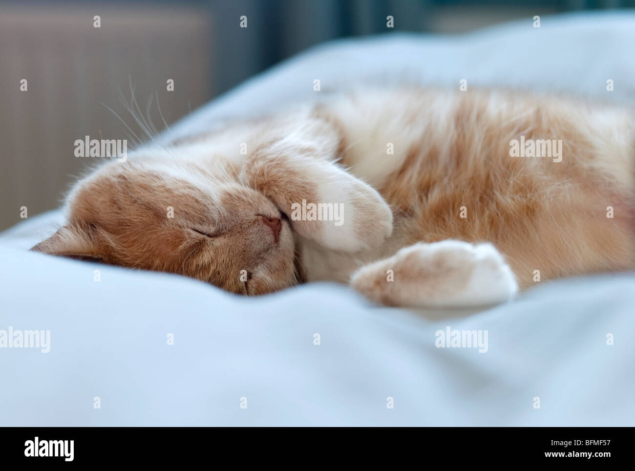 A cat sleeping on top of a duvet in a bedroom Stock Photo
