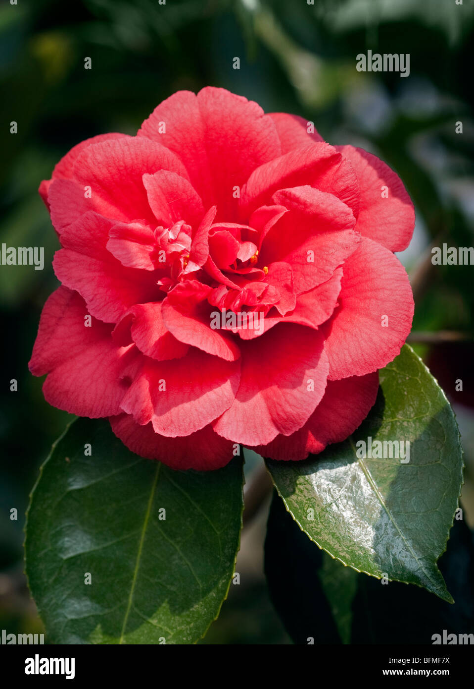 Camellia Grand Slam Stock Photo