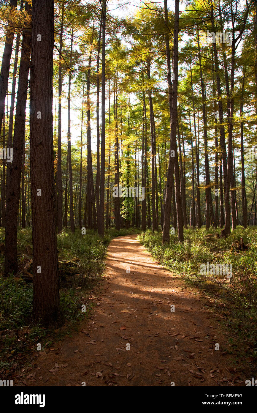 Path in larch forest, Nikko city, Tochigi Prefecture, Honshu, Japan Stock Photo