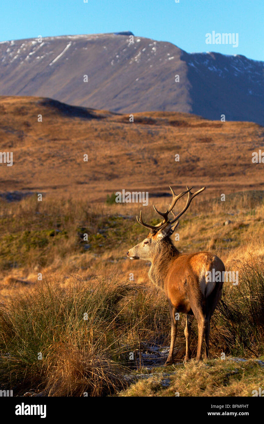 Wild Red Deer stag in the Scottish countryside Stock Photo