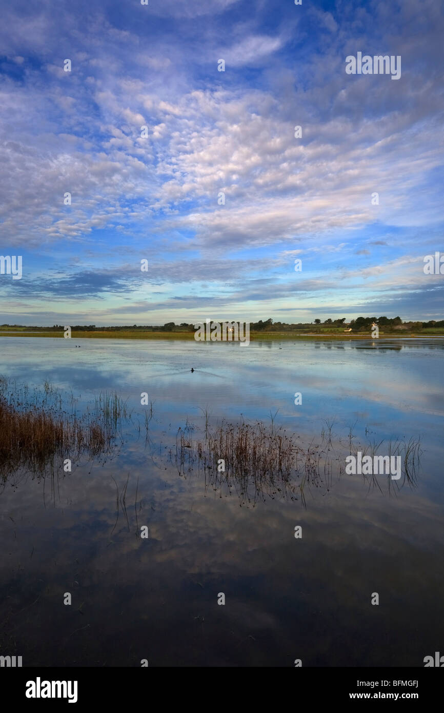 Reed Beds at Lady's Island, County Wexford, Ireland Stock Photo