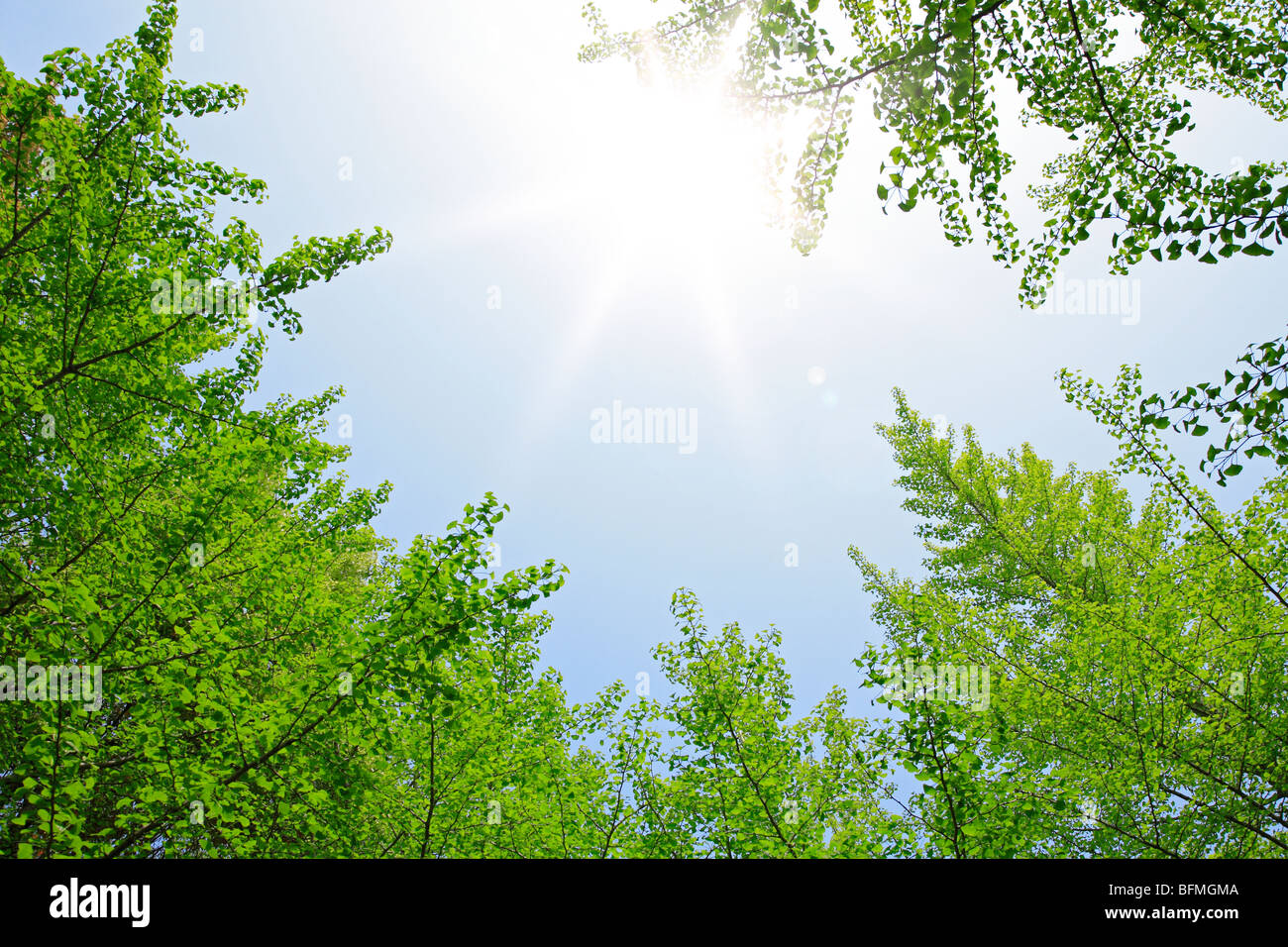 Green trees under the blue sky Stock Photo