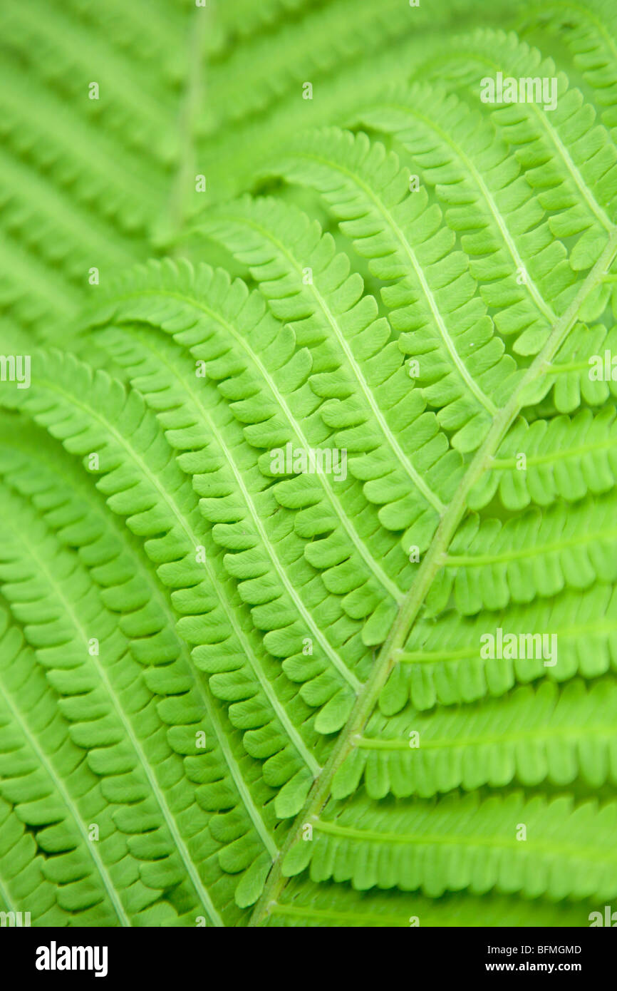 Fern leaf, close up, full frame Stock Photo