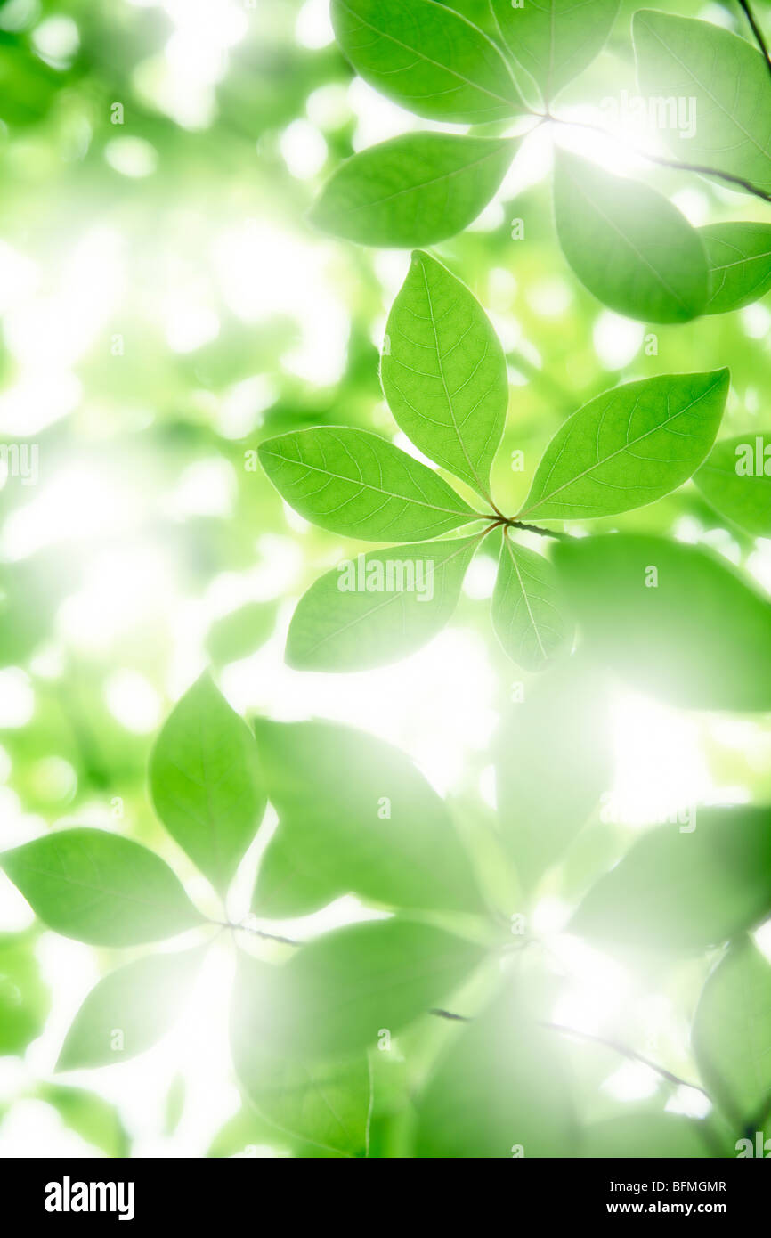 Green leaves, close up Stock Photo