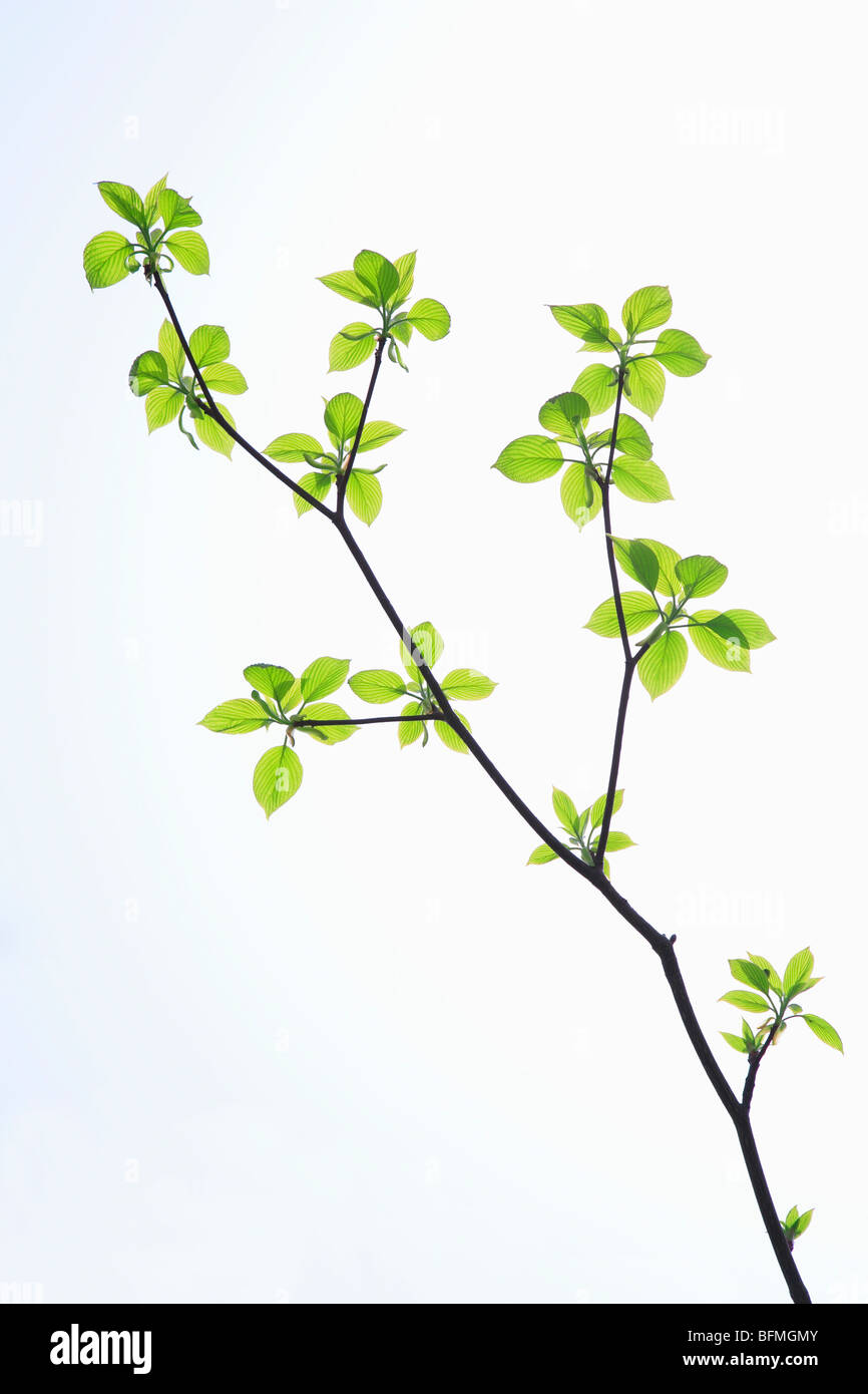Green leaves on branch, white background Stock Photo