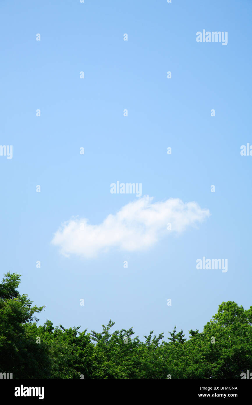 Green trees under the blue sky, copy space Stock Photo