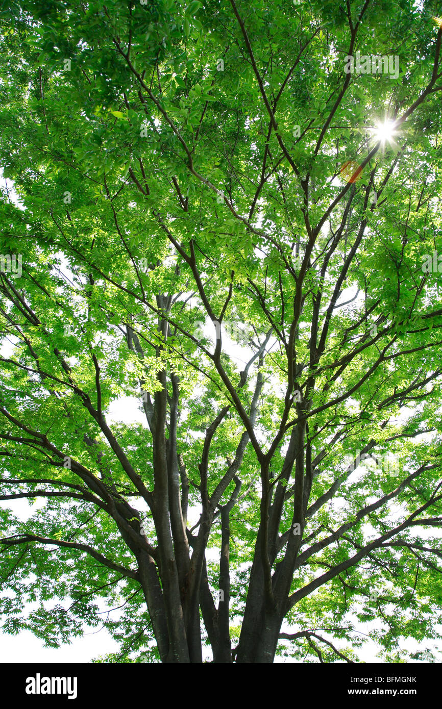 Tree with green leaves Stock Photo
