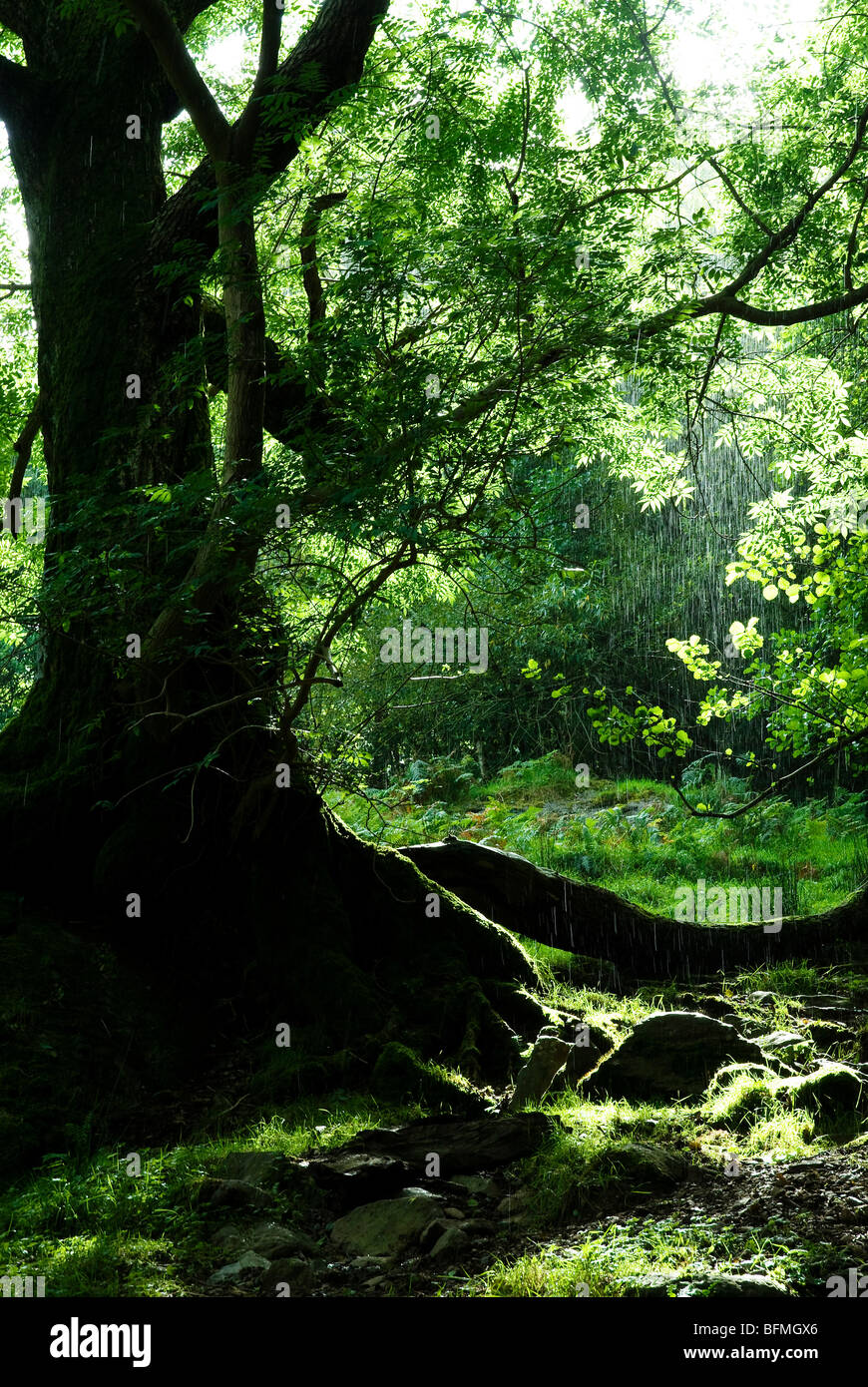 Sun pouring through trees hi-res stock photography and images - Alamy