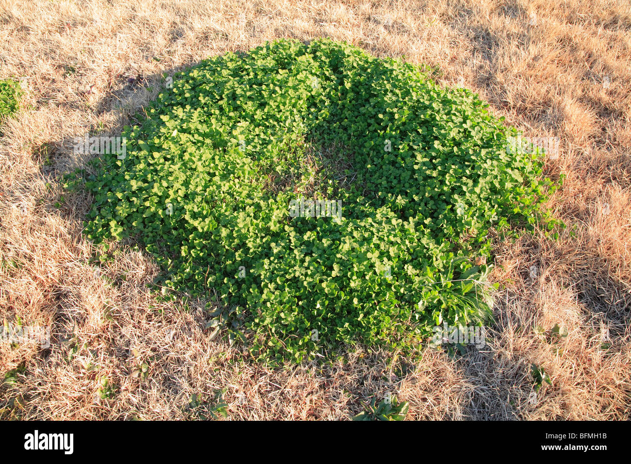 Clover leaves growing in circle, Tokyo prefecture, Japan Stock Photo