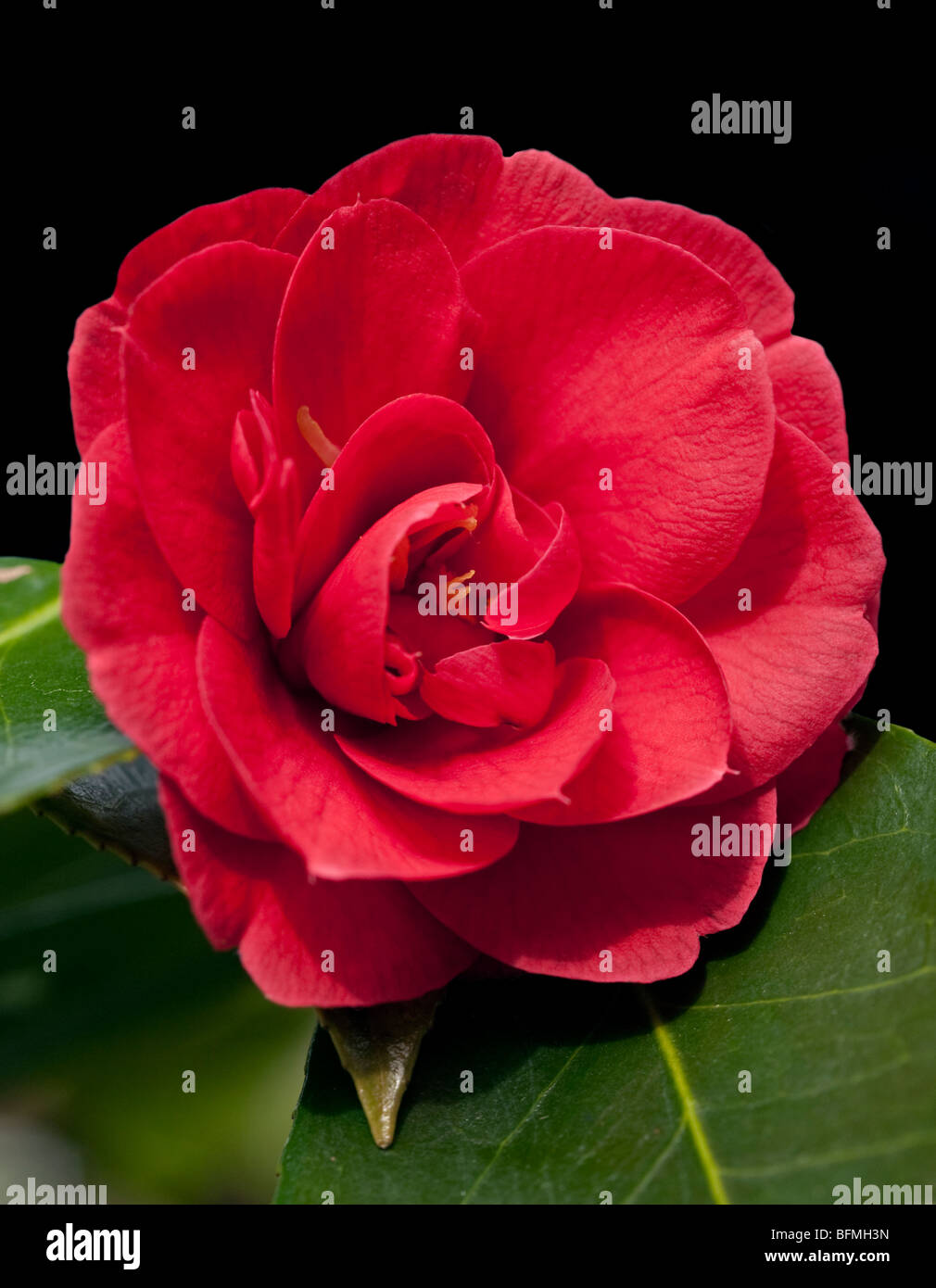 Camellia Blaze of Glory Stock Photo