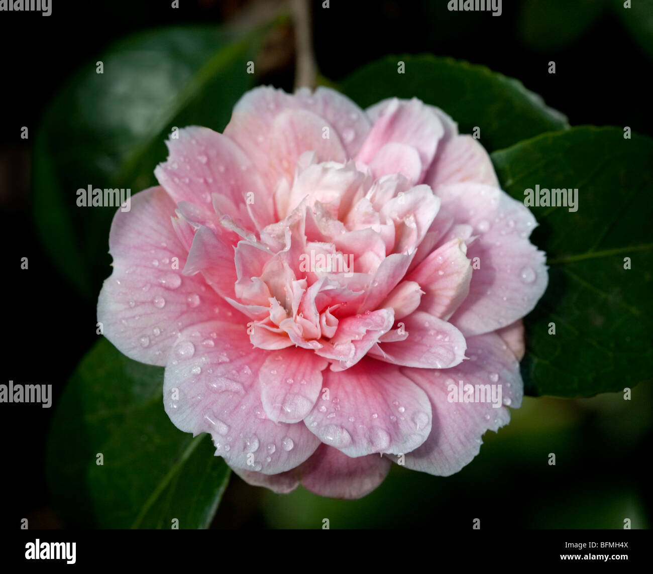 Camellia High Hat Stock Photo