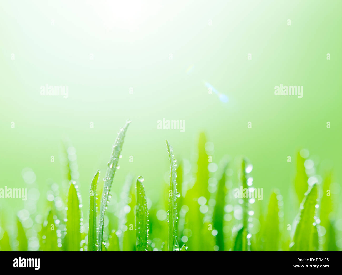 Water drops on grass close up green background copy space Stock Photo ...