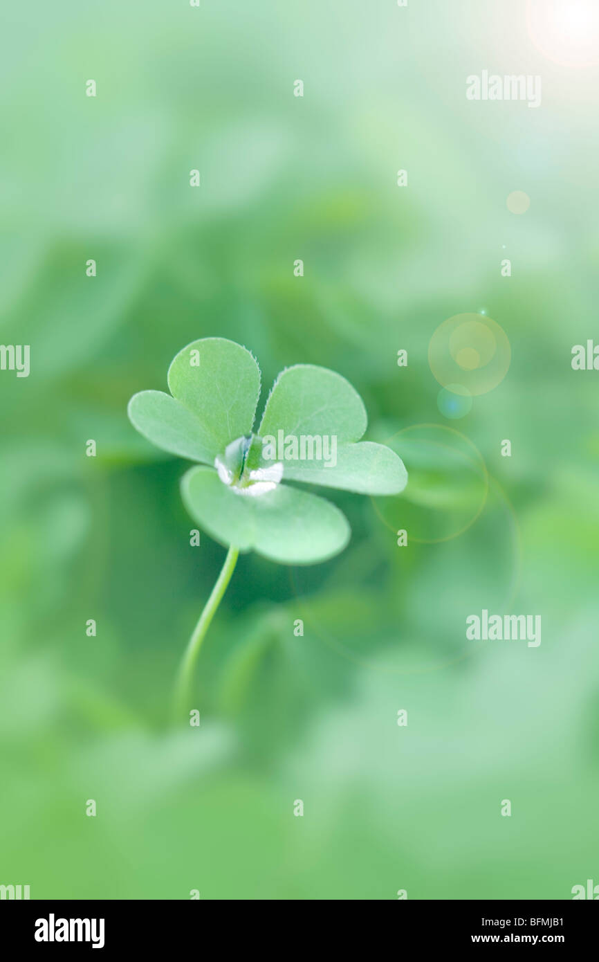 Water drop on clover leaf close up differential focus Stock Photo - Alamy