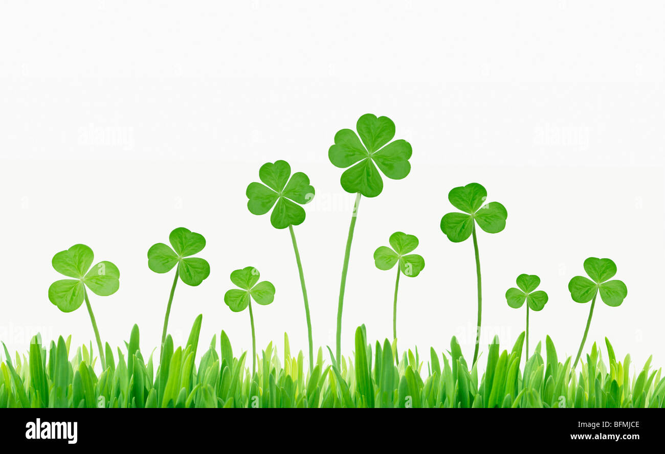 Clover leaves two four leafed clovers included white background Stock