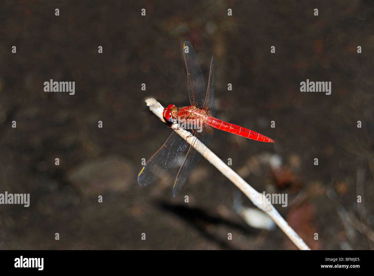 Scarlet Marsh Hawk, Aethriamanta brevipennis at Vetal tekdi, Pune Stock Photo