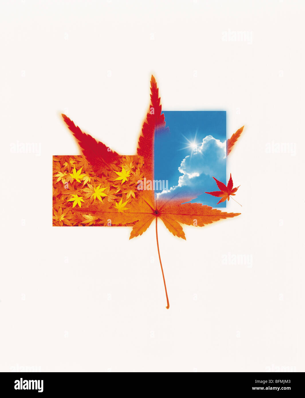 Sky and Orange Maple Tree Leaves Stock Photo - Alamy