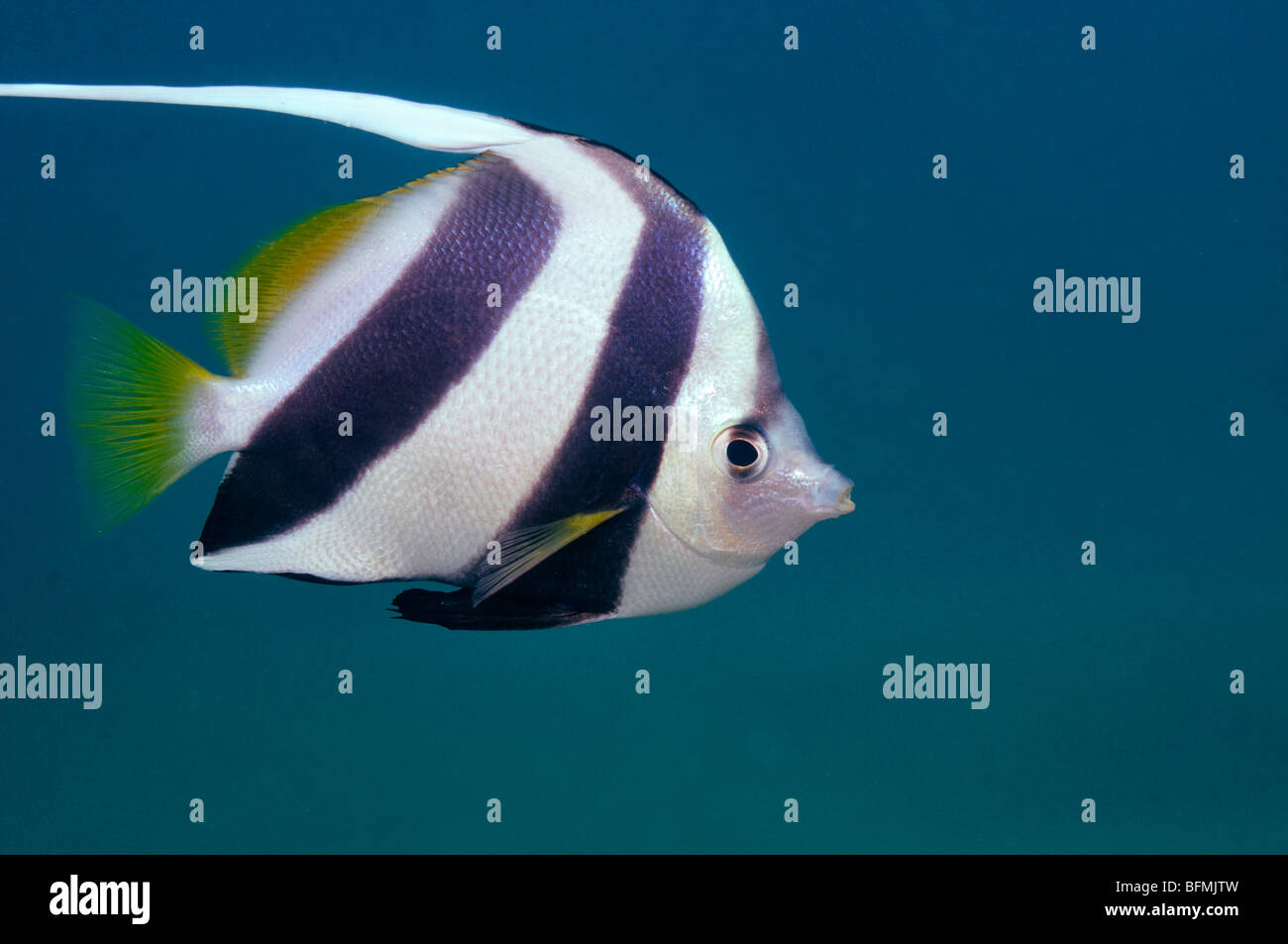 Schooling or Pennant bannerfish, Heniochus diphreutes. 'Red Sea' Stock Photo