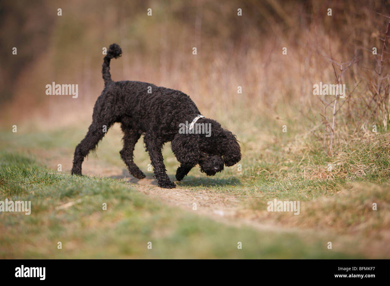 Miniature Poodle (Canis lupus f. familiaris), sniffing at a fieldpath, Germany Stock Photo