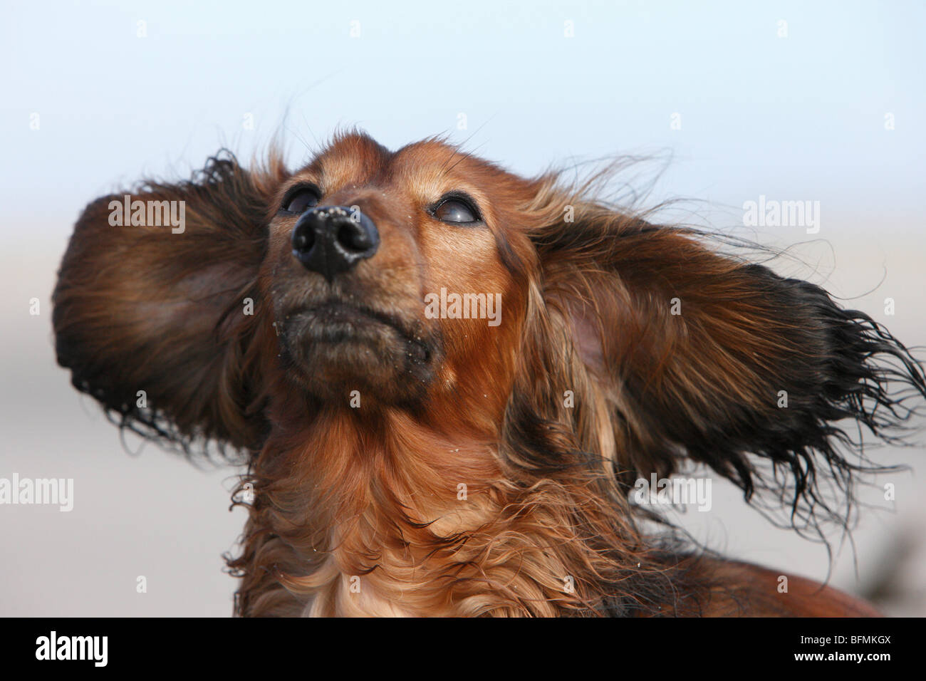 why do dogs not like blowing in their ears