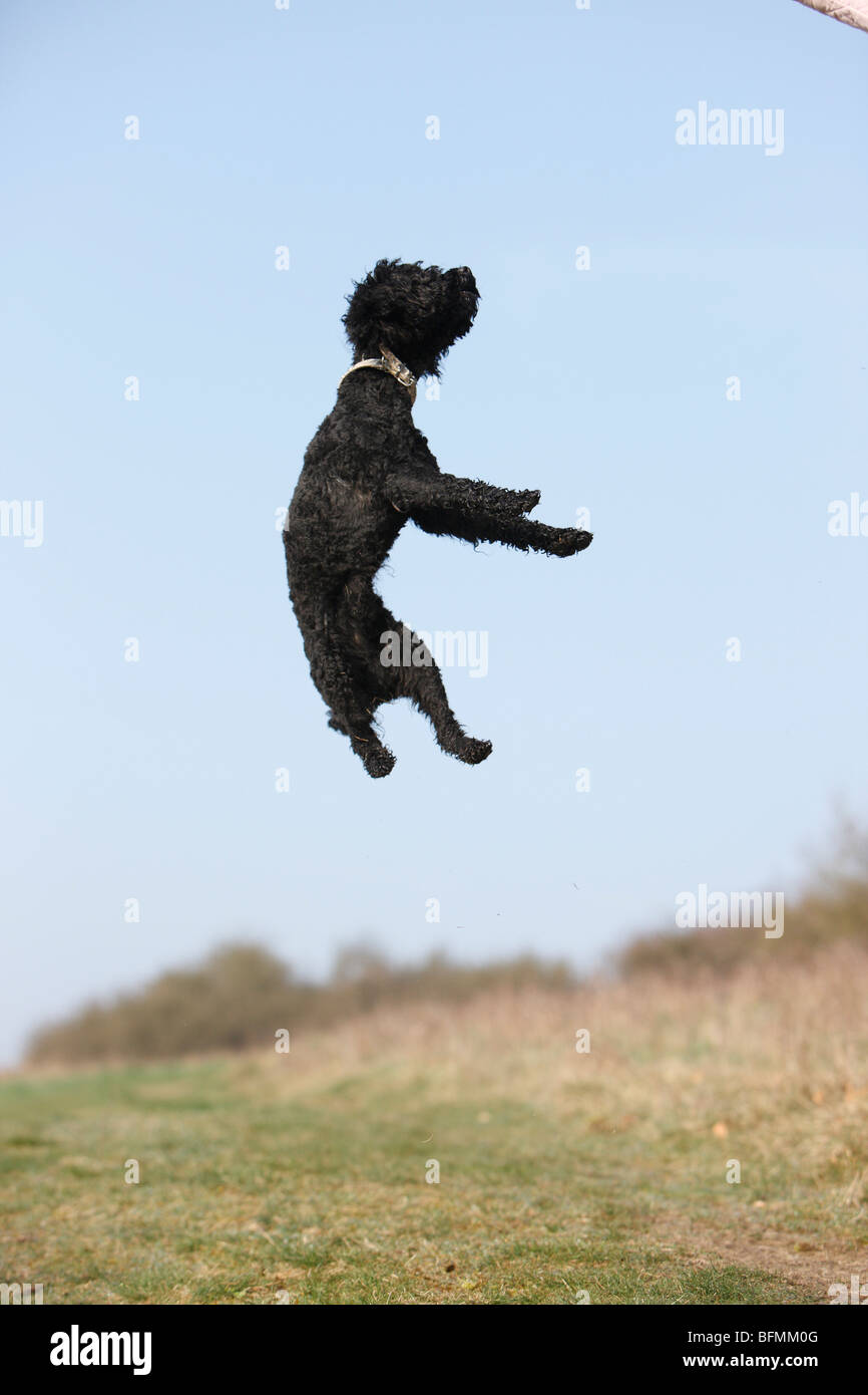 Miniature Poodle (Canis lupus f. familiaris), black poodle junping for a snack, Germany Stock Photo