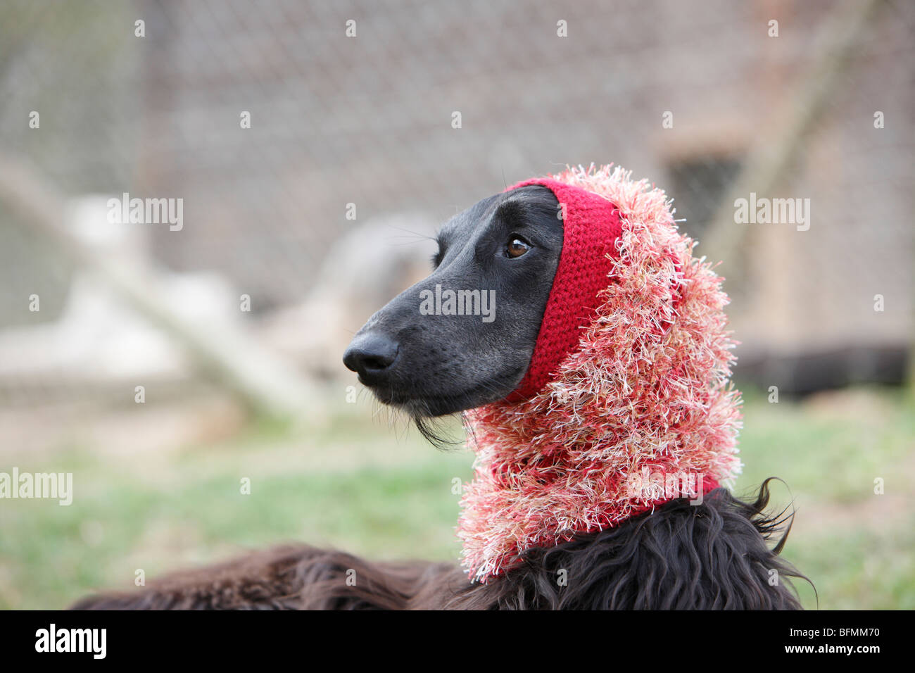 Afghanistan Hound, Afghan Hound (Canis lupus f. familiaris), portait with eating cap, Germany Stock Photo