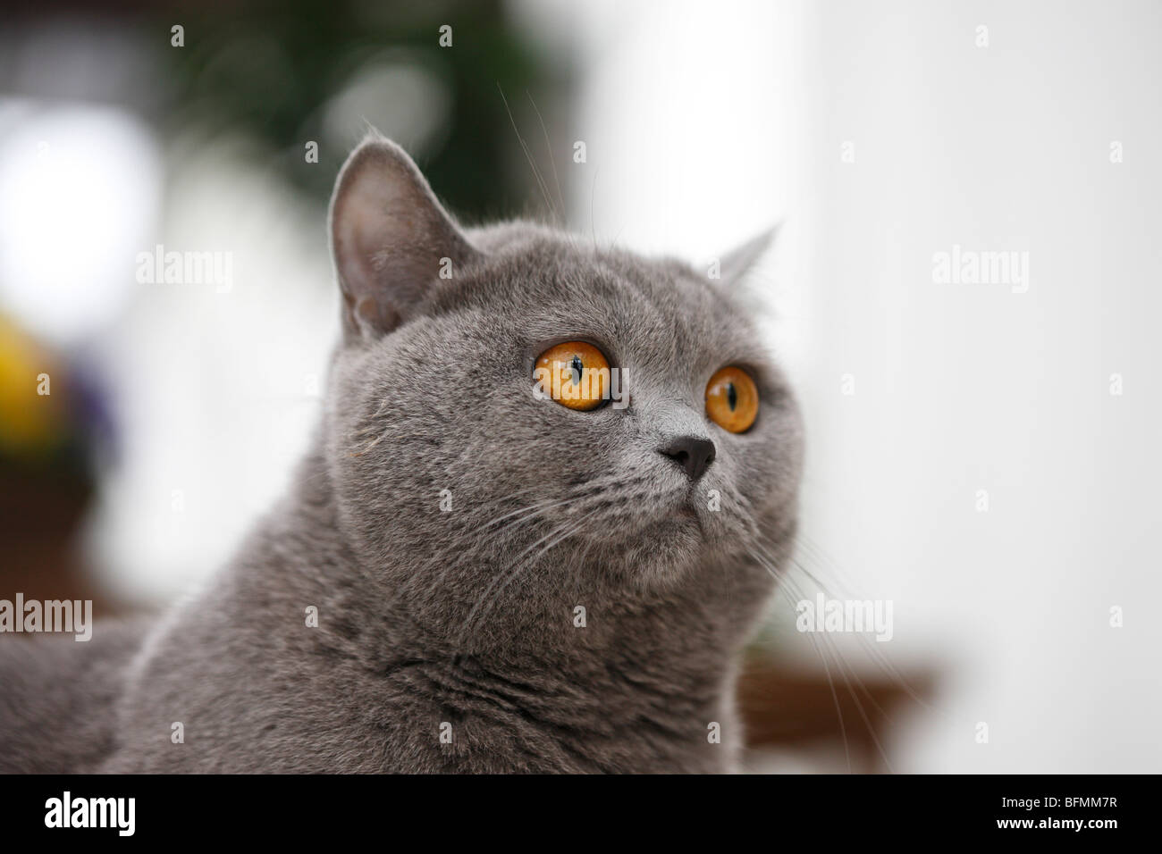 domestic cat, house cat, Chartreux (Felis silvestris f. catus), portrit of a 20 months old blue Chartreux, Germany Stock Photo