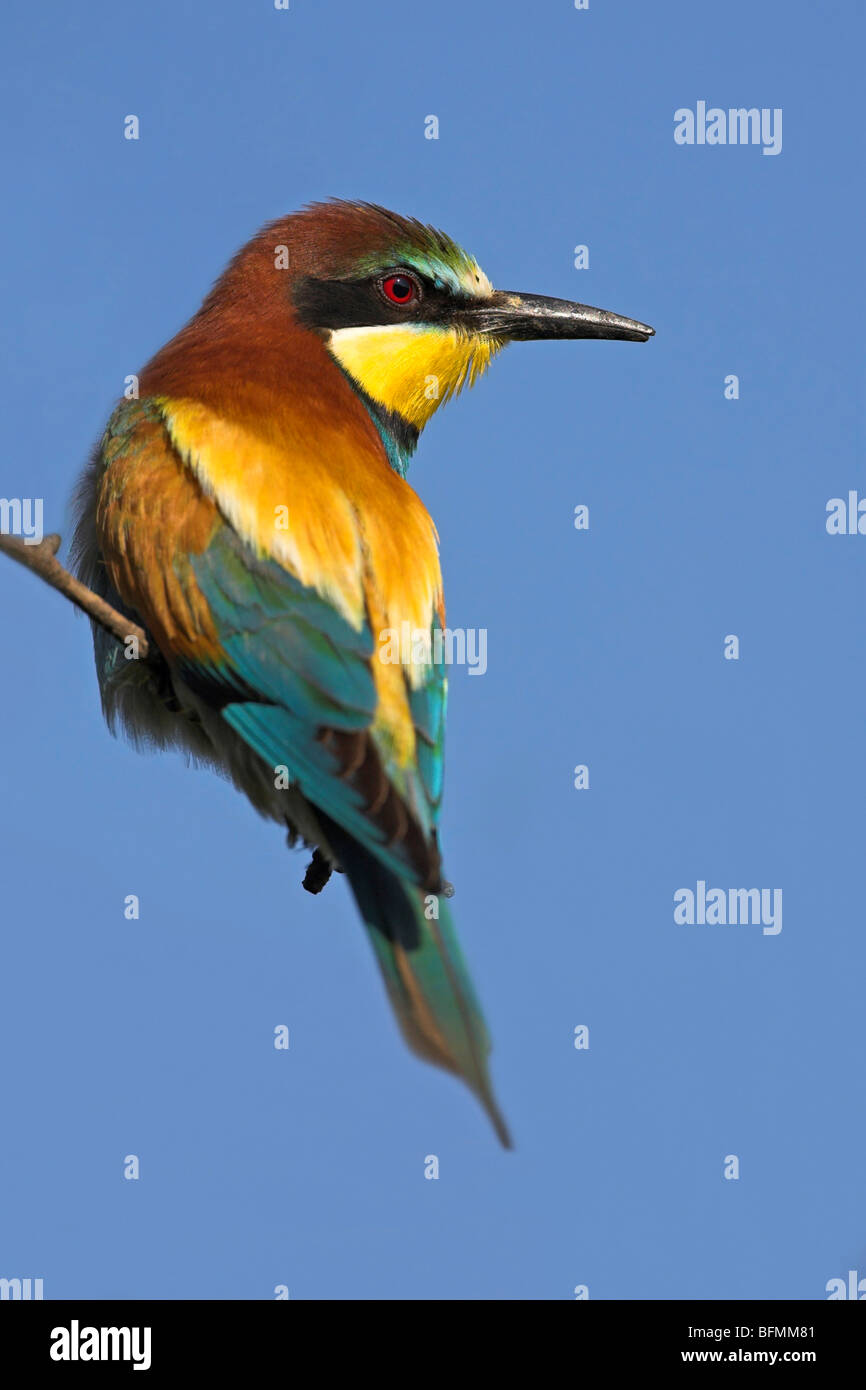 European bee eater (Merops apiaster), sitting on a twig, Germany Stock Photo