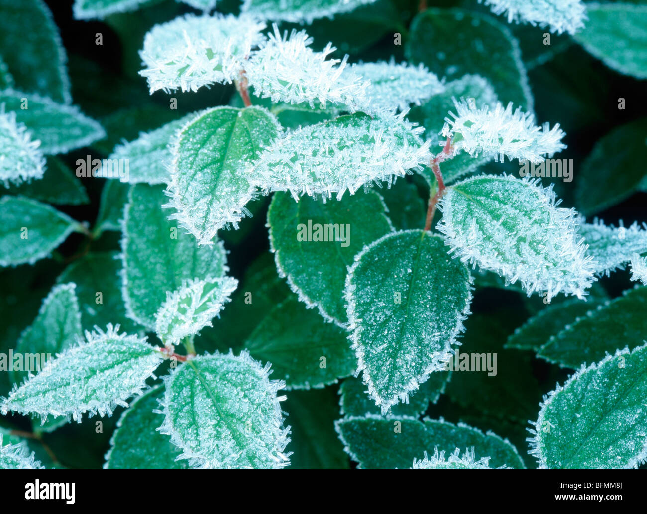 Frosted objects hires stock photography and images Alamy