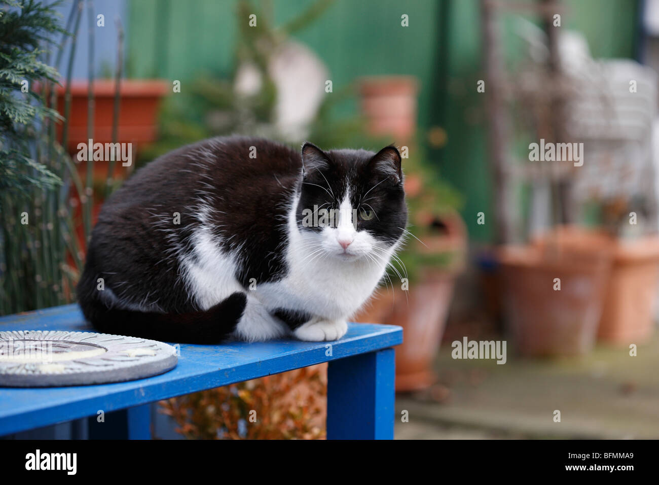 domestic cat, house cat, European Shorthair (Felis silvestris f. catus), cat sitting on a blue bench, Germany Stock Photo