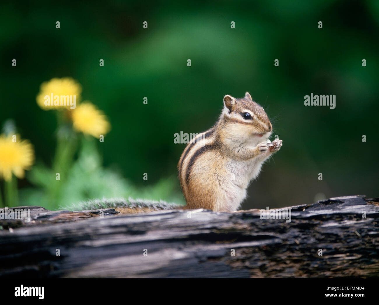 Chipmunk animal standing side hi-res stock photography and images - Alamy