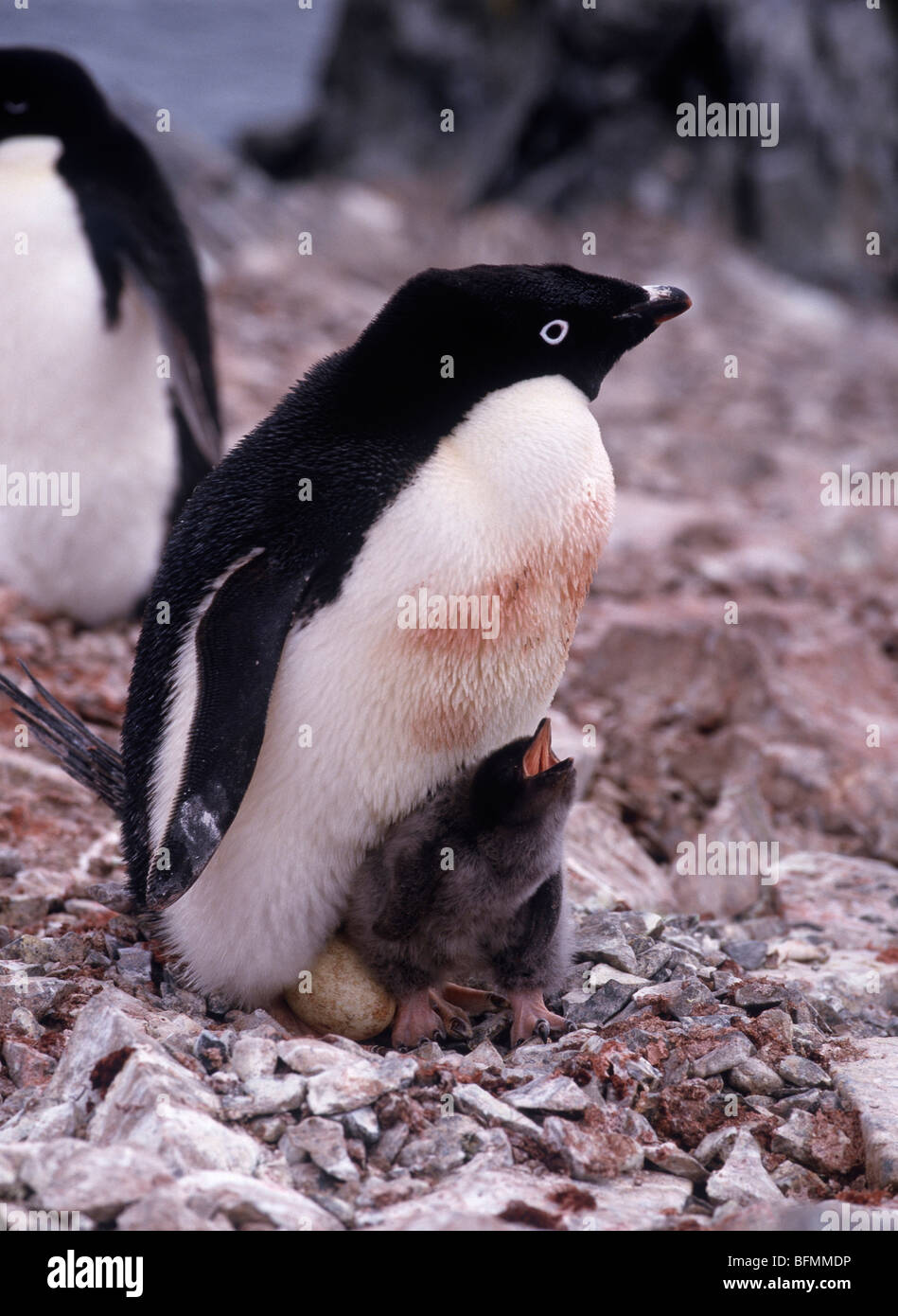 Adelie Penguin and It's Baby Stock Photo - Alamy