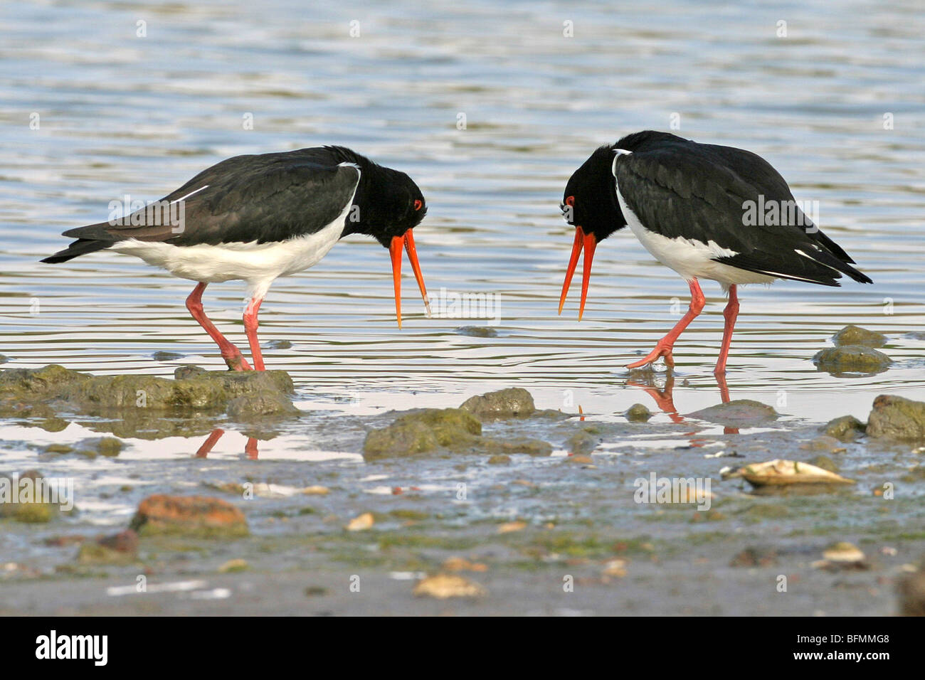 palaearctic oystercatcher (Haematopus ostralegus), two individuals on the feed, Germany Stock Photo
