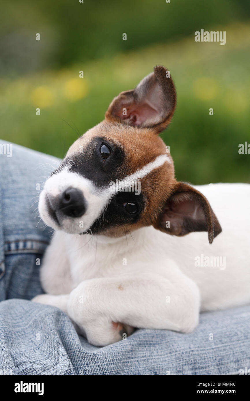 Jack Russell Terrier (Canis lupus f. familiaris), whelp lying on a persons legs looking at the camera with the head skewed, Ger Stock Photo