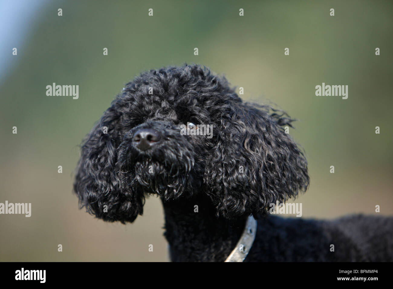 Miniature Poodle (Canis lupus f. familiaris), portrait, Germany Stock Photo