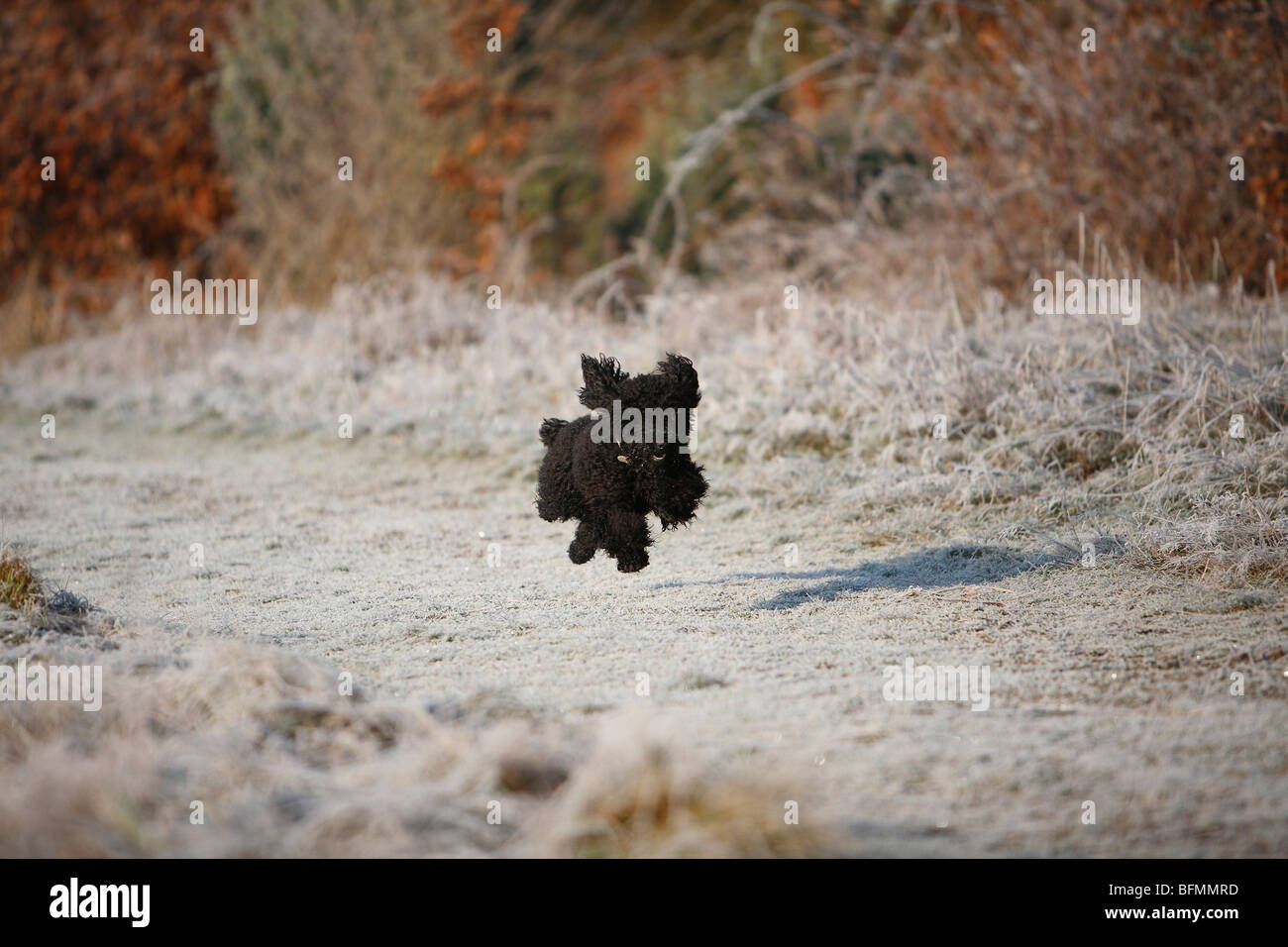 Miniature Poodle (Canis lupus f. familiaris), running along a field path covered with hoar frost, snap-shot with all legs in th Stock Photo