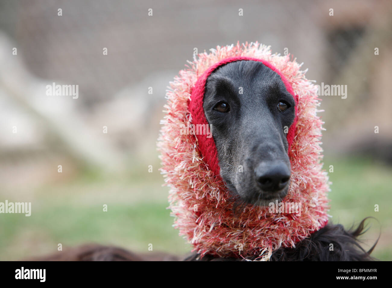 Afghanistan Hound, Afghan Hound (Canis lupus f. familiaris), portait with eating cap, Germany Stock Photo