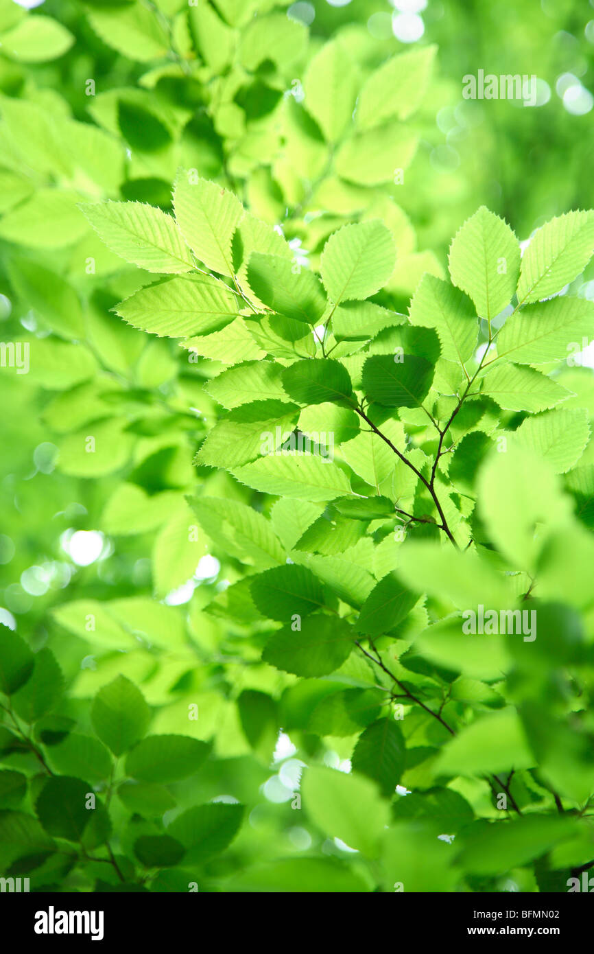 Green leaves, close up, full frame Stock Photo