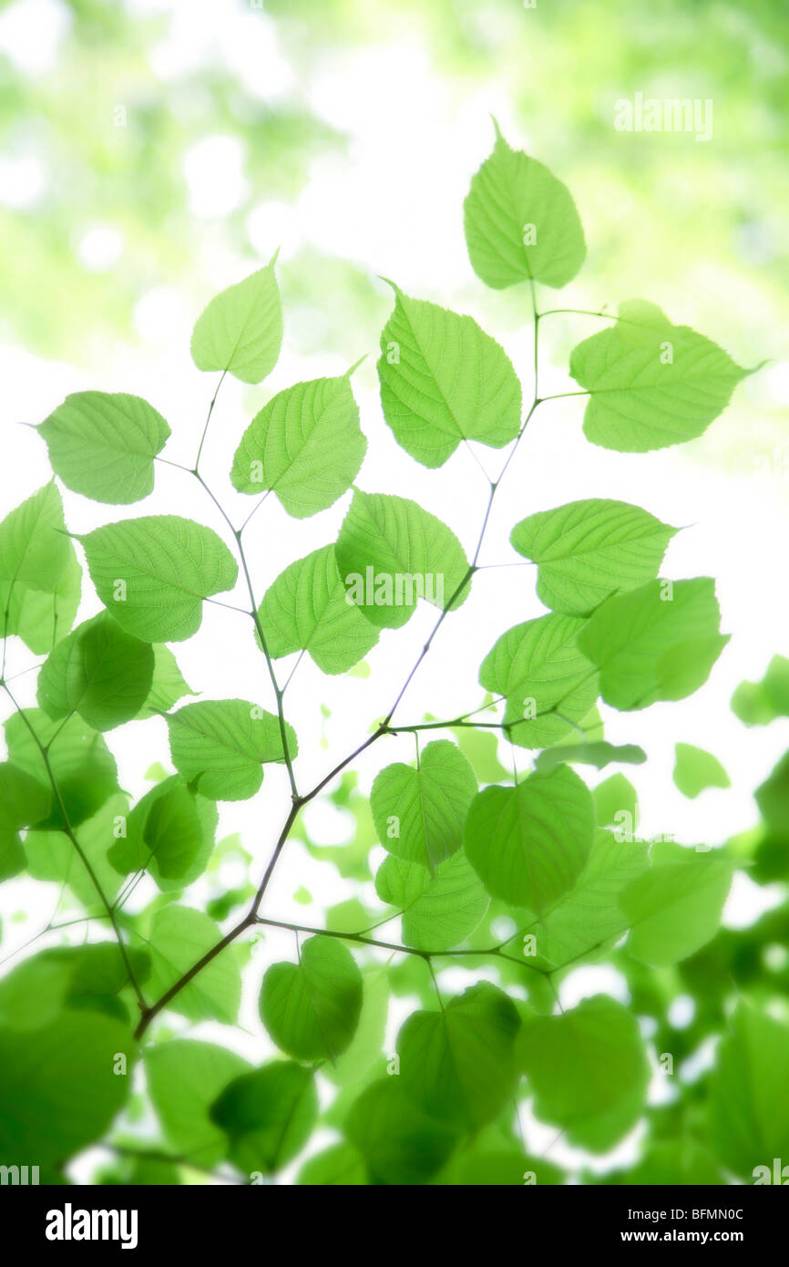 Green leaves, close up Stock Photo