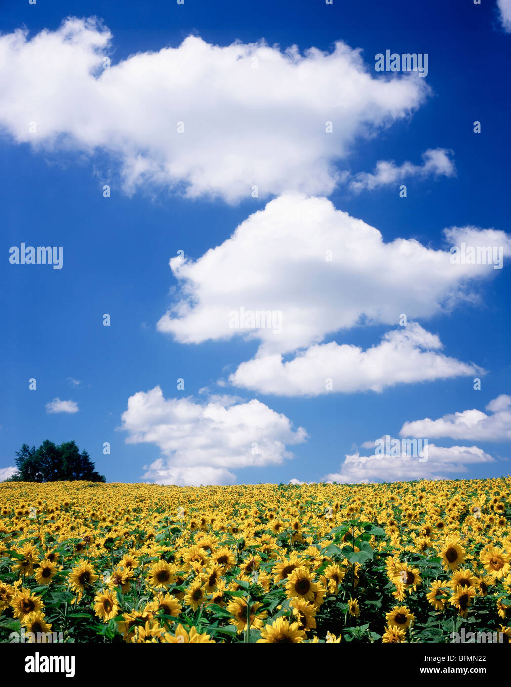 Sunflower Field and Blue Sky Stock Photo - Alamy