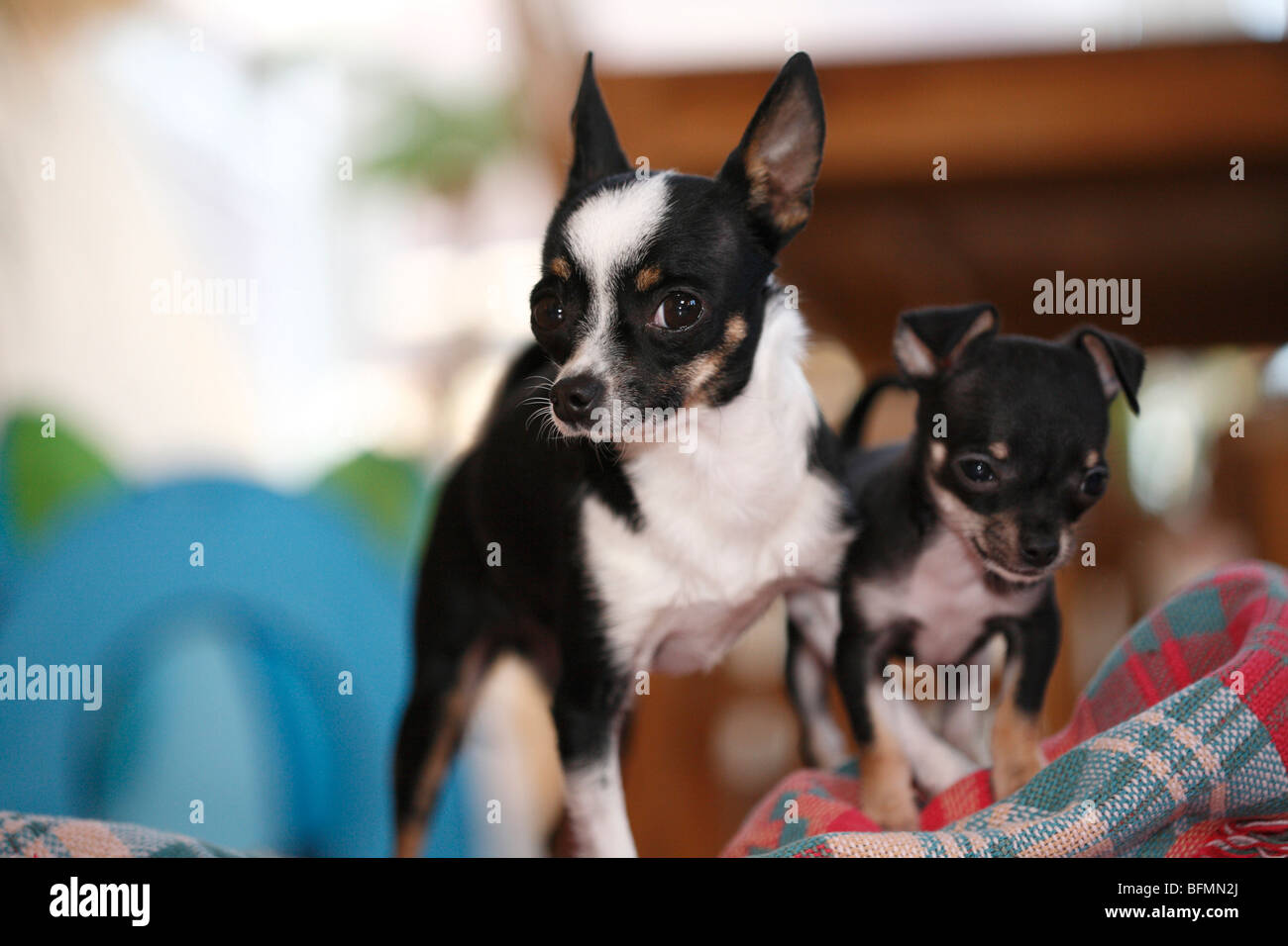 Old chihuahua hi-res stock photography and -