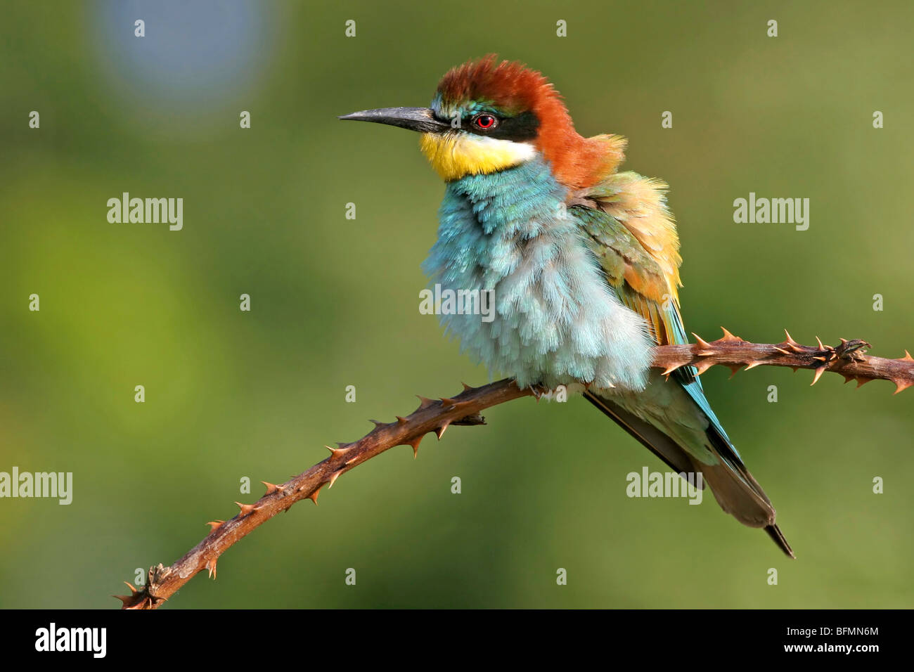 European bee eater (Merops apiaster), sitting on a twig, Germany Stock Photo
