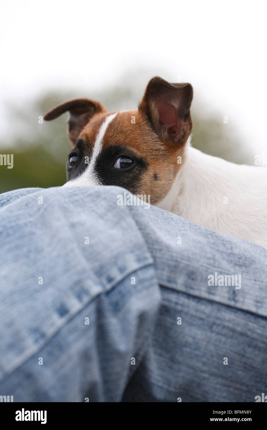 Jack Russell Terrier (Canis lupus f. familiaris), whelp lying on a persons legs looking at the camera, Germany Stock Photo