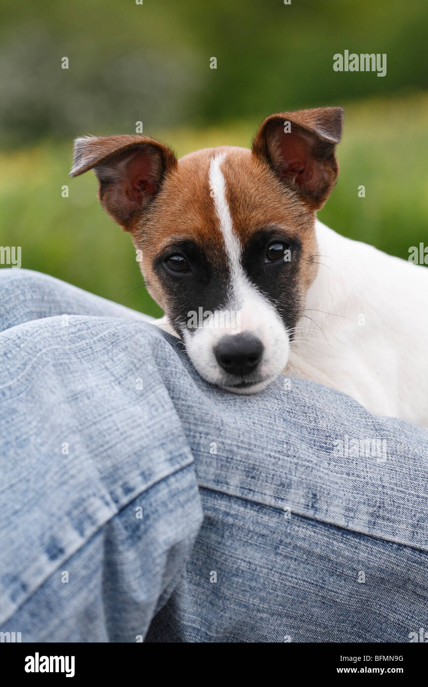 Jack Russell Terrier (Canis lupus f. familiaris), whelp lying on a persons legs looking at the camera, Germany Stock Photo