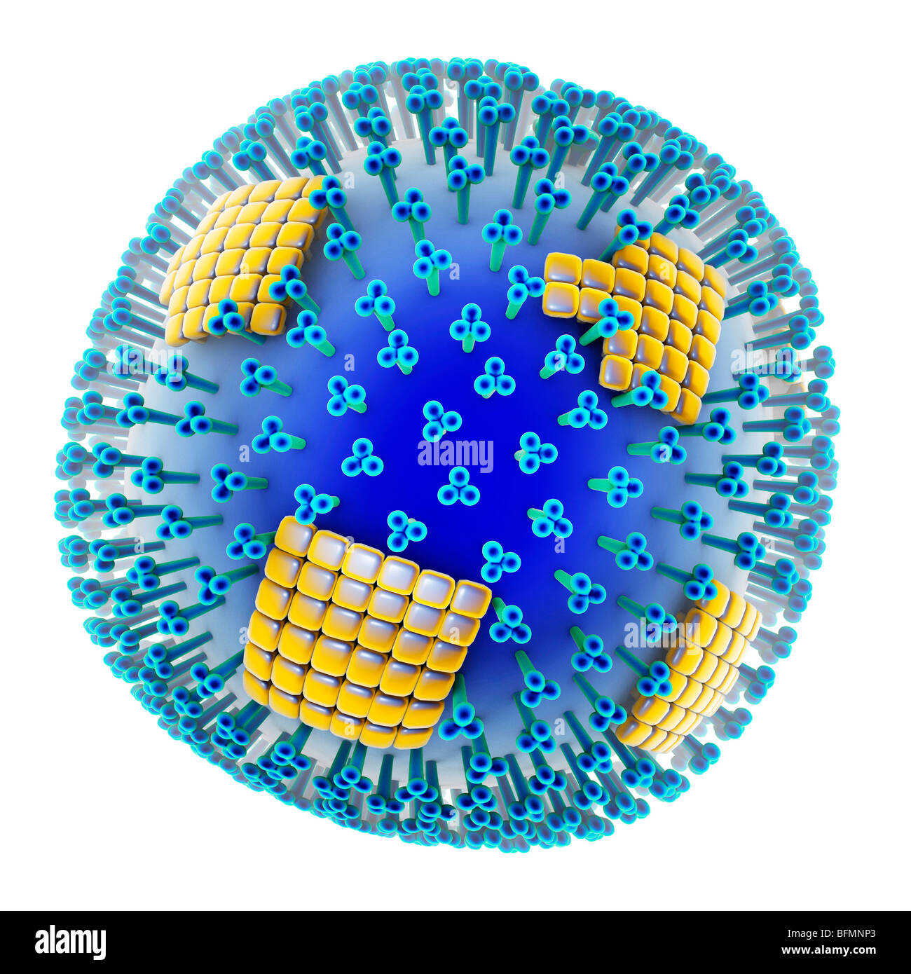 H1N1 flu virus particle, artwork Stock Photo