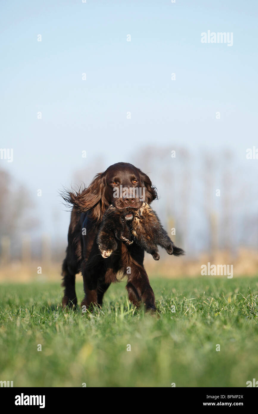 German long-haired Pointing Dog (Canis lupus f. familiaris), brown male retrieving a marten Stock Photo