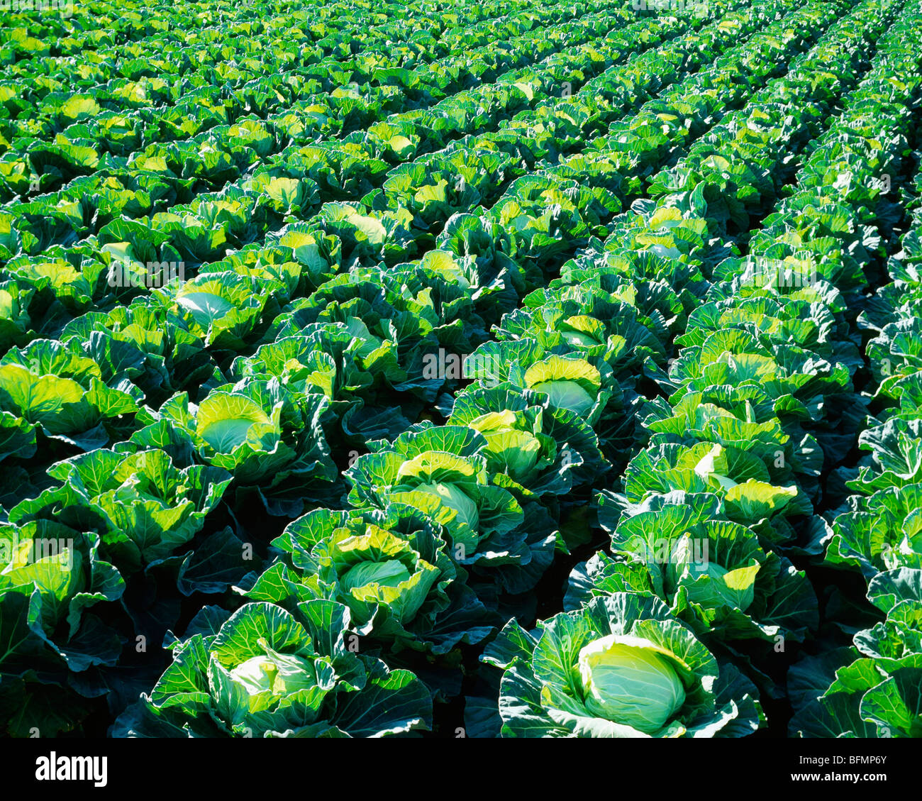 Field of cabbages, full frame, Miura city, Kanagawa prefecture, Japan Stock Photo