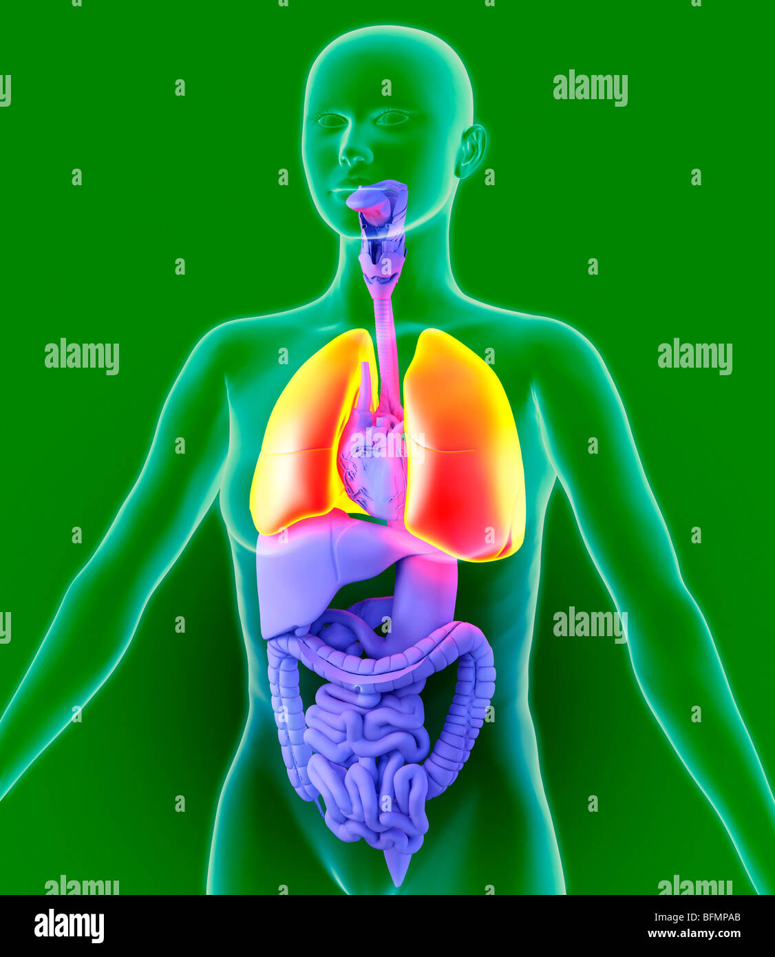 Lungs Artwork Stock Photo Alamy